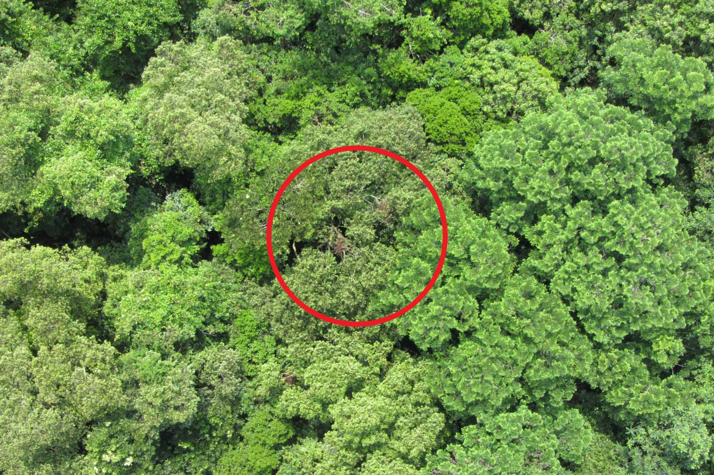 Nests - Two orangutan nests spotted by a Conservation Drone flying at 100 m above ground. Source: www.conservationdrones.org.