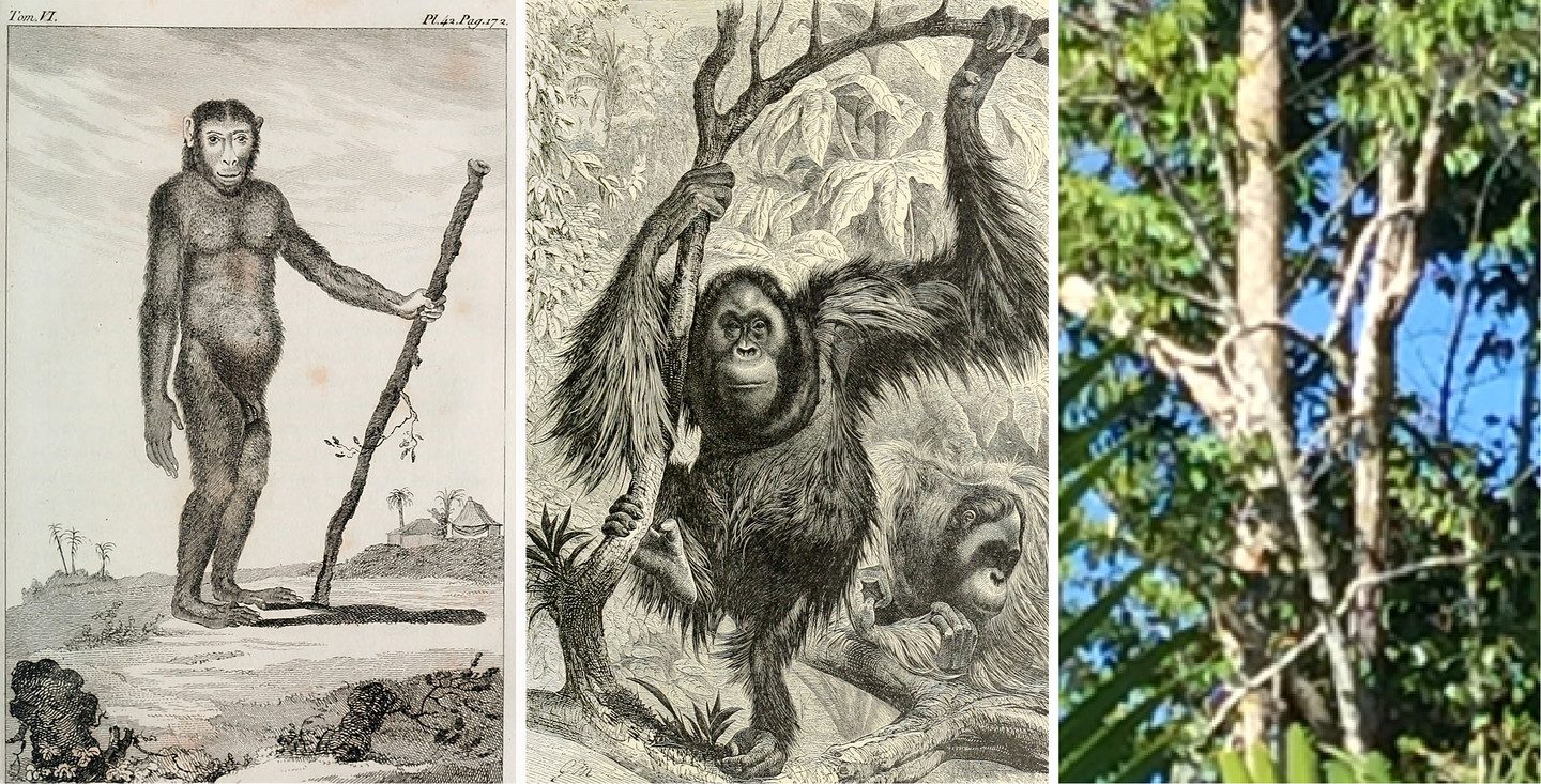  - An Orangutan: Comte de Buffon, Histoire naturelle, générale et particuliere, 1770; Vol. 6, Plate 42, p. 172.
Richard Lydekker, The Royal Natural History. London: Frederick Warne, 1893-94; Cilt (Vol.) 1, p. 47.
An orangutan nest in Tanjung Puting National Park, South Kalimantan, Indonesia, Forensic Architecture, 2016.