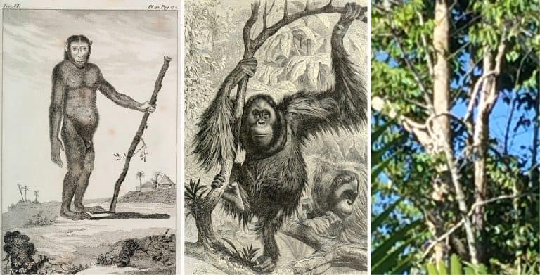  - An Orangutan: Comte de Buffon, Histoire naturelle, générale et particuliere, 1770; Vol. 6, Plate 42, p. 172.
Richard Lydekker, The Royal Natural History. London: Frederick Warne, 1893-94; Cilt (Vol.) 1, p. 47.
An orangutan nest in Tanjung Puting National Park, South Kalimantan, Indonesia, Forensic Architecture, 2016.
