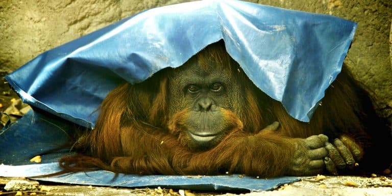 Wire - An Orangutan Has (Some) Human Rights, Argentine Court Rules | WIRED