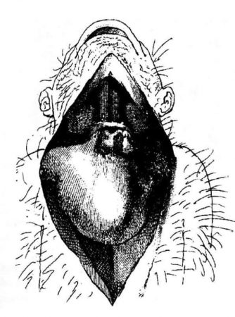An Orang-utan’s larynx - A reproduction of the 1777 drawing of an orang-utan larynx, by Petrus Camper.