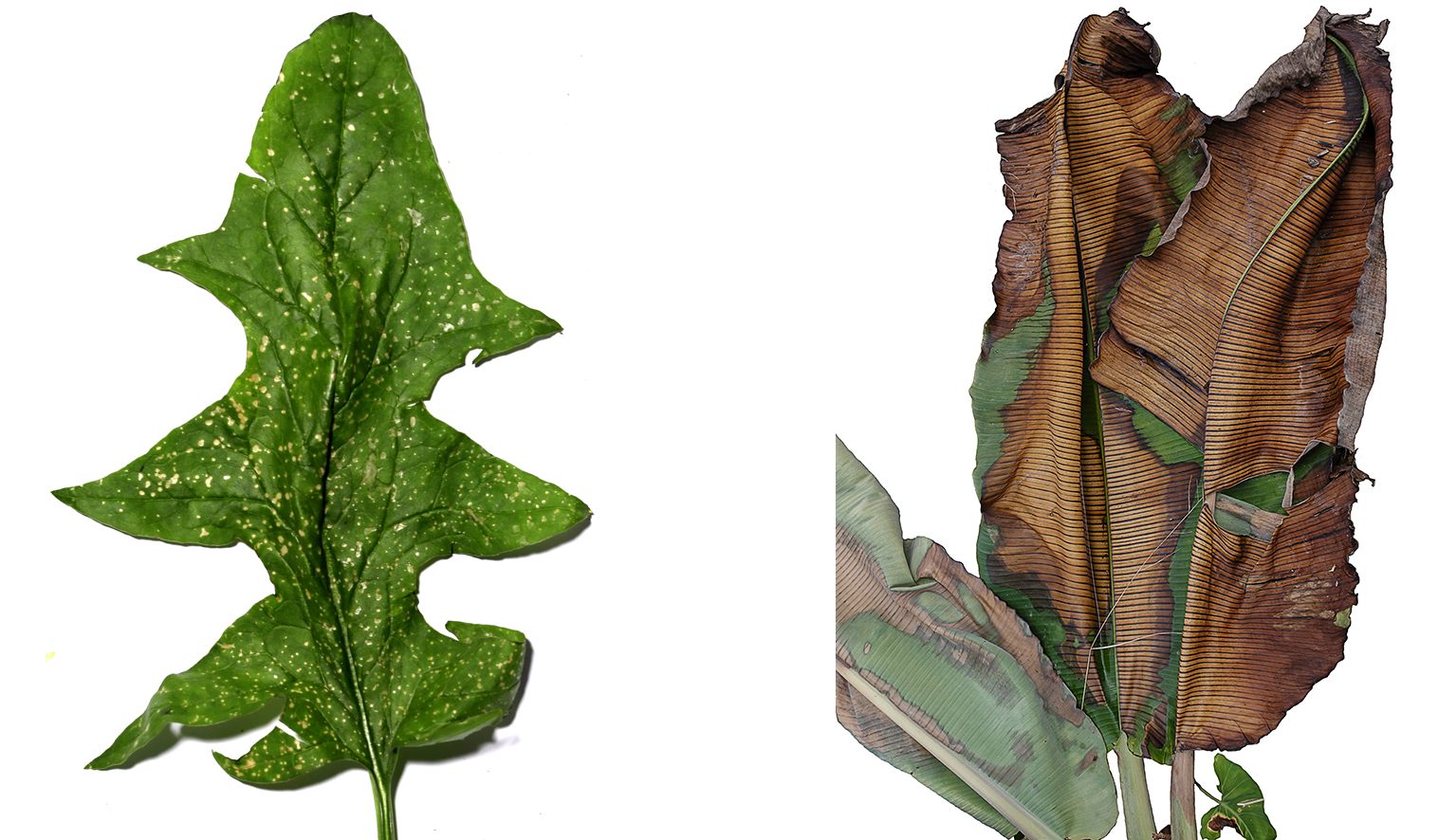 Leafs - Left: Local chard (سلق) from east Gaza three days after herbicide spraying, 31.30.7N; 34.30.10E. Spraying by the Israeli military was conducted along the border on 3 December 2018. On 6 December 2018, samples were collected from Palestinian farms whose leafy crops showed visible damage from fungal pathogens, insect feeding and possible herbicide drift carried by the wind into Gaza. Original image: Shourideh C. Molavi with edits by Imani Jacqueline Brown, December 2018. ) 

Right: A fumigated plantain in Putumayo on 23 May 2015. This plantain grew on a pepper farm that was fumigated after the Colombian government agreed to suspend fumigations after the controversy around the WHO report naming glyphosate as a ‘probable carcinogen’. Original image: Federico Rios Escobar with edits by Hannah Meszaros Martin, May 2015.)