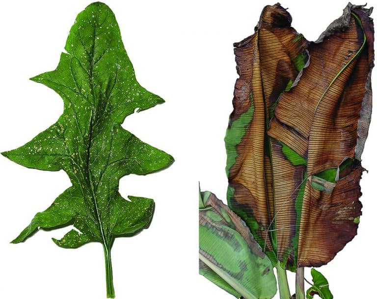 Leafs - Left: Local chard (سلق) from east Gaza three days after herbicide spraying, 31.30.7N; 34.30.10E. Spraying by the Israeli military was conducted along the border on 3 December 2018. On 6 December 2018, samples were collected from Palestinian farms whose leafy crops showed visible damage from fungal pathogens, insect feeding and possible herbicide drift carried by the wind into Gaza. Original image: Shourideh C. Molavi with edits by Imani Jacqueline Brown, December 2018. ) 
Right: A fumigated plantain in Putumayo on 23 May 2015. This plantain grew on a pepper farm that was fumigated after the Colombian government agreed to suspend fumigations after the controversy around the WHO report naming glyphosate as a ‘probable carcinogen’. Original image: Federico Rios Escobar with edits by Hannah Meszaros Martin, May 2015.)