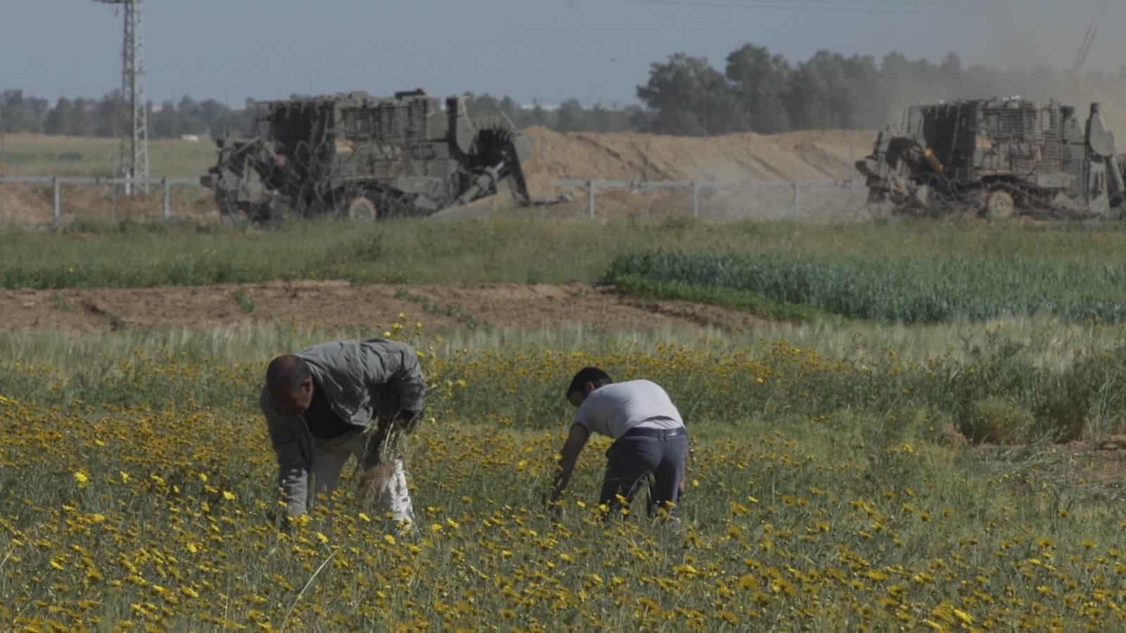 Buffer Zone – 1 - Farmers near the border in Gaza. (Shourideh C. Molavi and Ain Media Gaza)