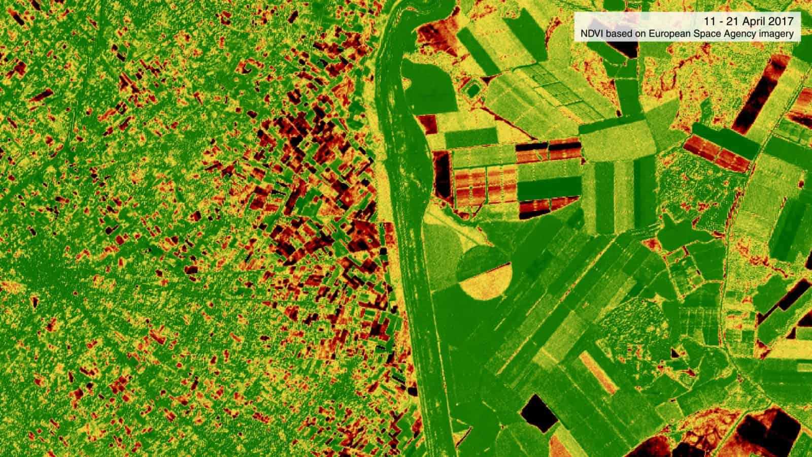 NDVI – 1 - An NDVI analysis showing losses of vegetation between 5 days and 15 days after the herbicidal spraying. Red indicates areas in which vegetation has been lost. (Corey Scher)
