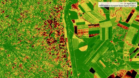 NDVI – 1 - An NDVI analysis showing losses of vegetation between 5 days and 15 days after the herbicidal spraying. Red indicates areas in which vegetation has been lost. (Corey Scher)
