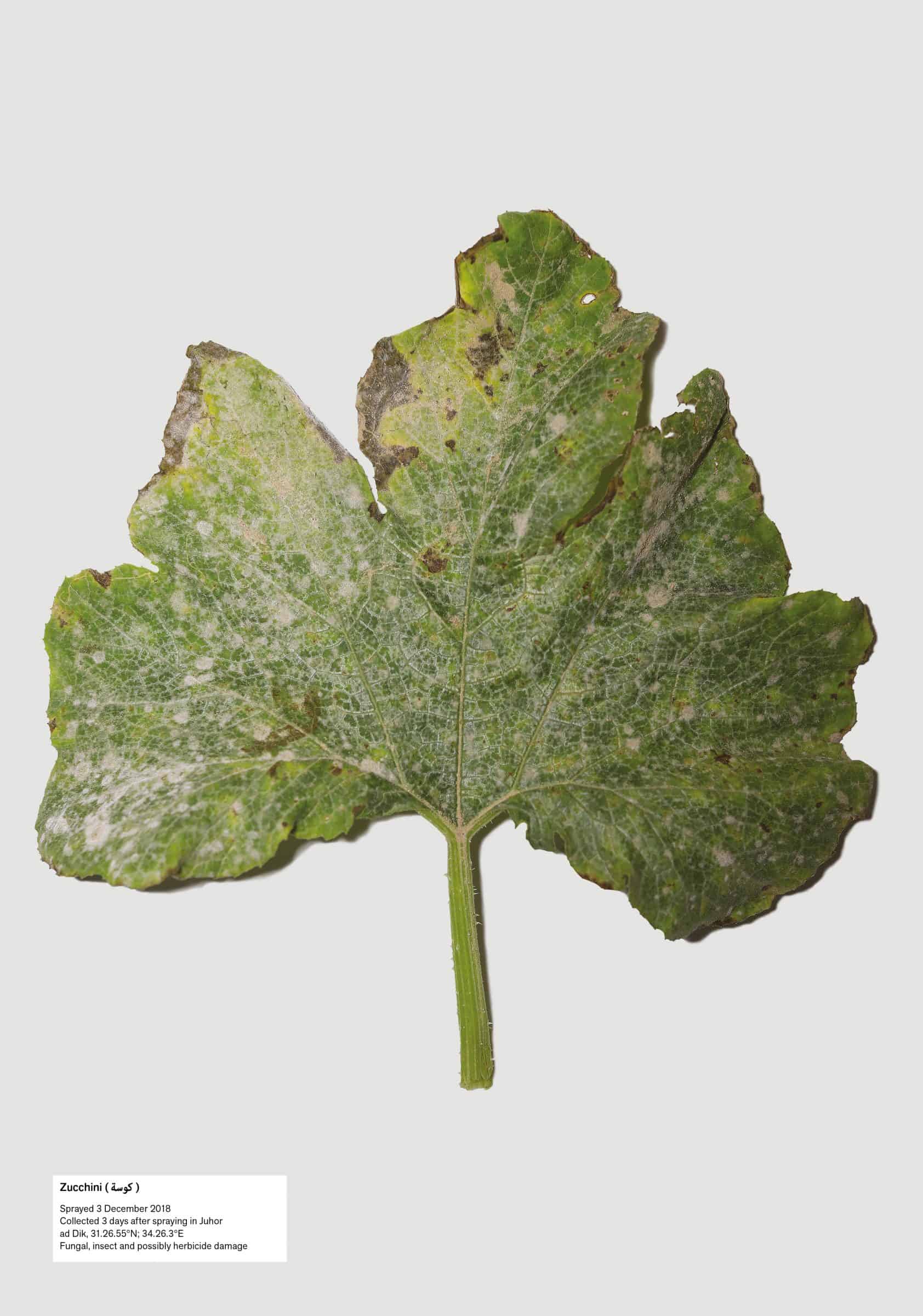 12.leaf
