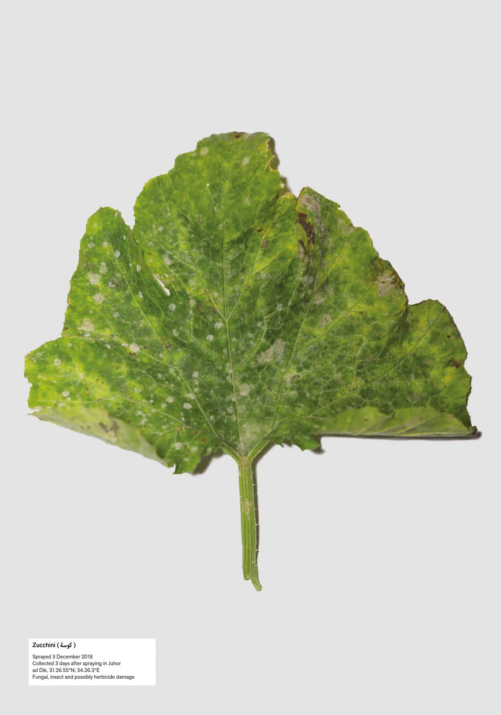 13.leaf