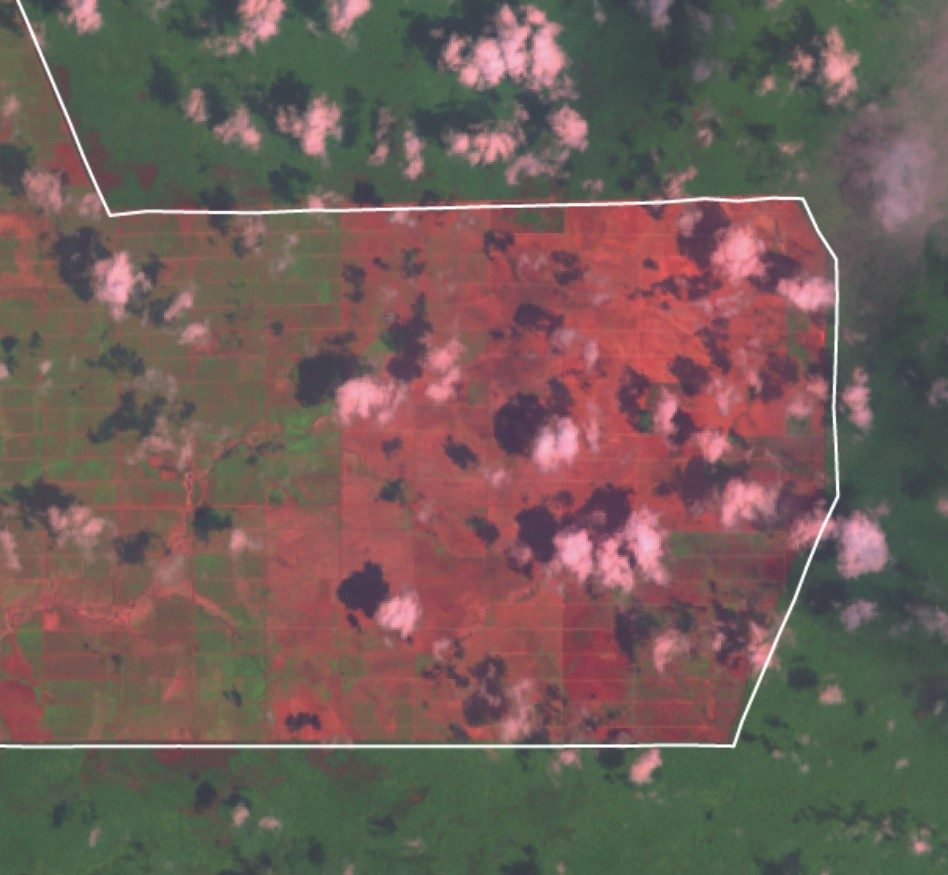 4-c - Comparison of land clearing in concessions operated by Korindo.