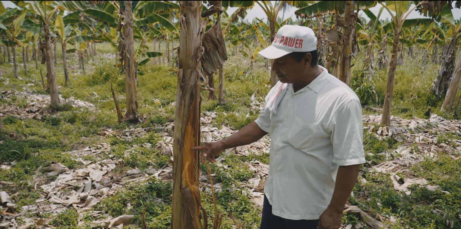  - Film still from the video 'Coquitos'. Ángel Montalbo describes the effects of saltwater flooding in plantain crops. (Forensic Architecture and The Commission for Truth and Reconciliation, 2021)