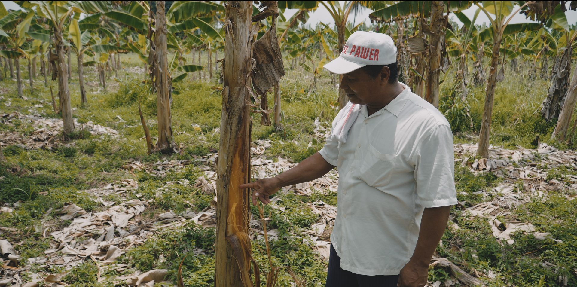  - Film still from the video 'Coquitos'. Ángel Montalbo describes the effects of saltwater flooding in plantain crops. (Forensic Architecture and The Commission for Truth and Reconciliation, 2021)